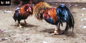 Lý do đá gà tre được yêu thích tại BJ88