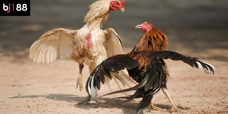 Cộng đồng người chơi s&ocirc;i động