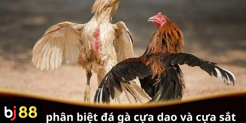 Phân Biệt Đá Gà Cựa Dao và Cựa Sắt: Những Điều Cần Biết 2 Phân biệt đá gà cựa dao và cựa sắt chi tiết
