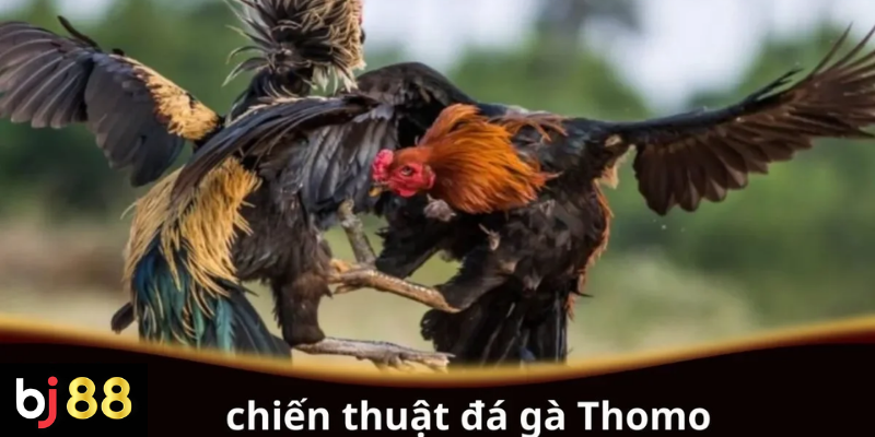 Chiến thuật đá gà Thomo hiệu quả cho người chơi