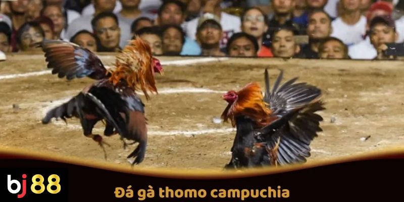 Đ&aacute; G&agrave; Thomo Campuchia Tại BJ88: C&aacute;c Trận Đấu Hấp Dẫn