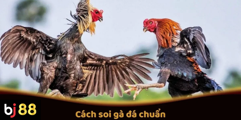 C&aacute;ch Soi G&agrave; Đ&aacute; Chuẩn Trước C&aacute;c Trận Đấu Tại BJ88