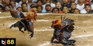 Kinh Nghiệm Chiến Đấu Của Gà