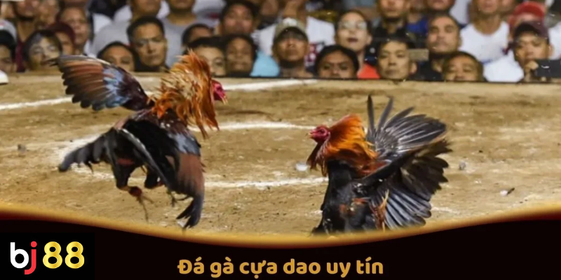 Đ&aacute; G&agrave; Cựa Dao Uy T&iacute;n Tại BJ88: Quy Tắc V&agrave; C&aacute;c Giải Đấu Hấp Dẫn
