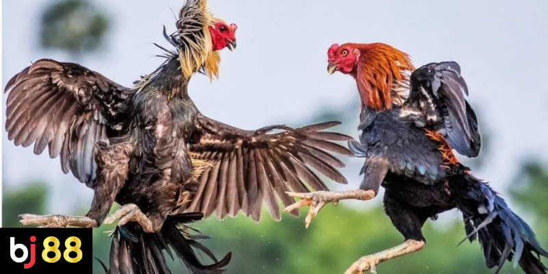 Quy tắc cơ bản trong đ&aacute; g&agrave; cựa dao