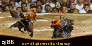Xem Đá Gà Trực Tiếp Hôm Nay Trên BJ88: Các Trận Đấu Hot