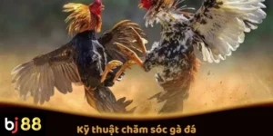 Kỹ Thuật Chăm Sóc Gà Đá Để Tăng Cường Sức Mạnh Cho Gà Trước Trận Đấu
