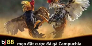 Mẹo đặt cược đá gà Campuchia cho người chơi mới