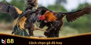 Cách Chọn Gà Đá Hay Để Cá Cược Thành Công Trên BJ88
