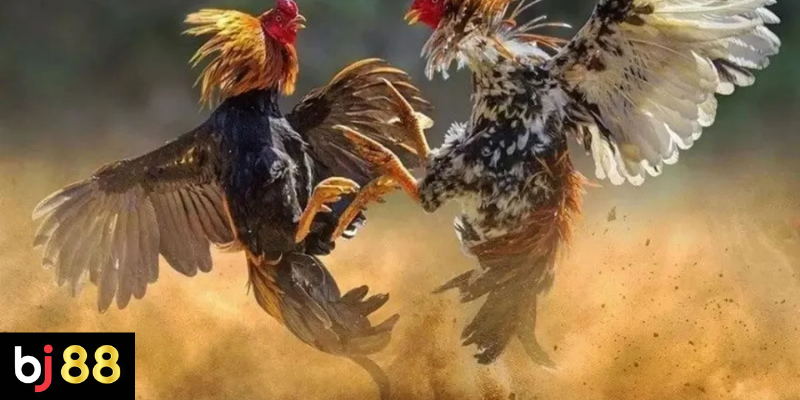 C&aacute;c Ti&ecirc;u Ch&iacute; Quan Trọng Khi Chọn G&agrave; Đ&aacute; Uy T&iacute;n Tr&ecirc;n BJ88